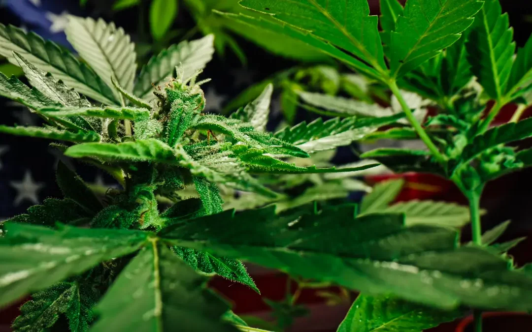 cultivating marijuana sativa cannabis weed plant 2026 01 08 07 10 48 utc